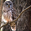 Photo taken by: birdshooter